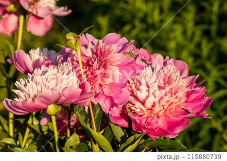 green grasshopper on pink peony flower close up green grasshopper on pink peony flower close up 115880739