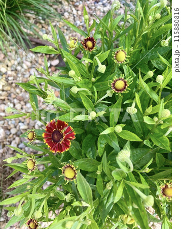 A dark orange hylenium flower has bloomed on a bush A dark orange hylenium flower has bloomed on a bush 115880816