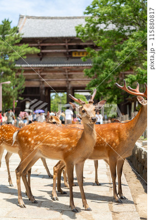 奈良の東大寺南大門と鹿 奈良の東大寺南大門と鹿 115880817