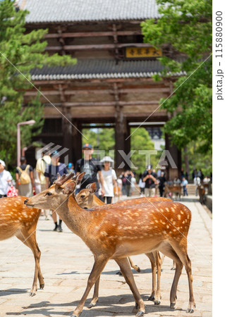 奈良の東大寺南大門と鹿 115880900