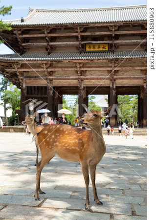 奈良の東大寺南大門と鹿 奈良の東大寺南大門と鹿 115880903