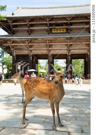 奈良の東大寺南大門と鹿 奈良の東大寺南大門と鹿 115880906