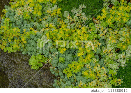 雨に濡れたセダム 115880912