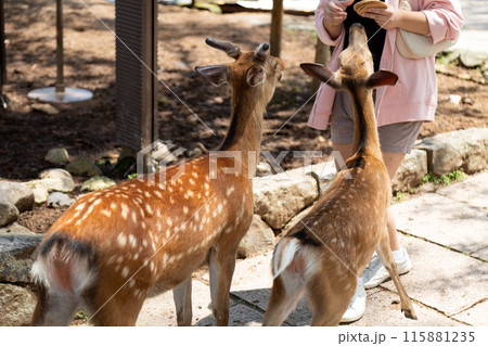 鹿せんべいに群がる奈良公園の鹿 鹿せんべいに群がる奈良公園の鹿 115881235