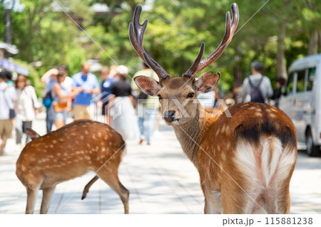 奈良公園の鹿 115881238