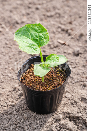 ポット苗 ミニメロン ポット苗 ミニメロン 115881341