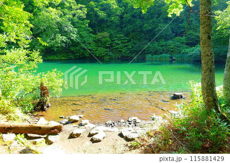 ドッコ沼　蔵王　新緑 115881429