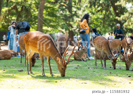 奈良公園の鹿 115881932