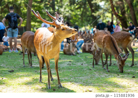 奈良公園の鹿 115881936