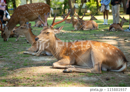 奈良公園の鹿 115881937