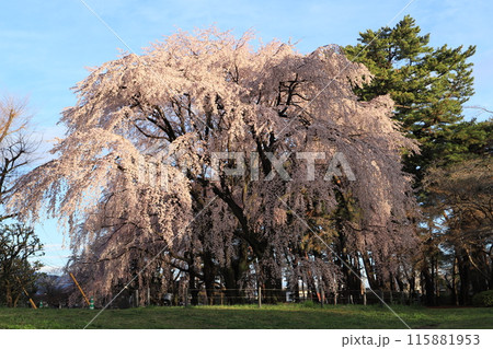 敷島公園、しだれ桜 敷島公園、しだれ桜 115881953