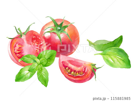 新鮮なトマトとバジルの水彩イラスト。 115881985