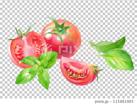 新鮮なトマトとバジルの水彩イラスト。 115881985