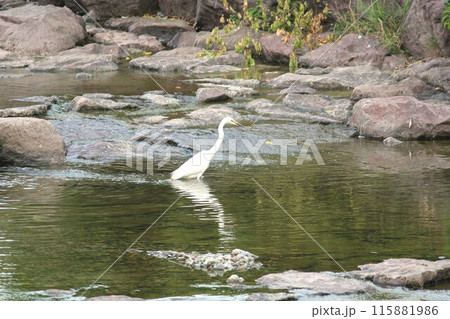 An image of a white heron looking for food on the Daecheongcheon trail. An image of a white heron looking for food on the Daecheongcheon trail. 115881986