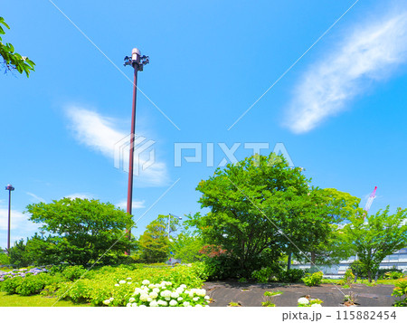 港の見える丘公園の紫陽花 115882454