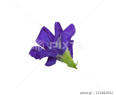 Butterfly pea flower with leaves isolated on white background 115882652