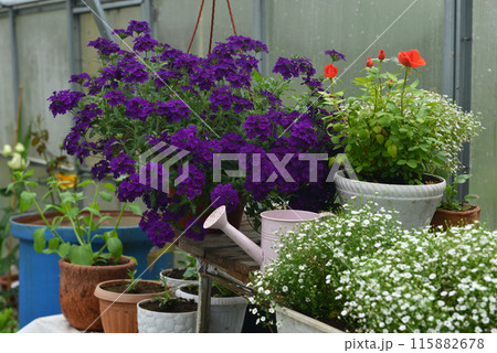 Still life with beautiful plants and flowers of verbena and gypsophilla in green house or glasshouse. Spring and summer botanical garden background 115882678