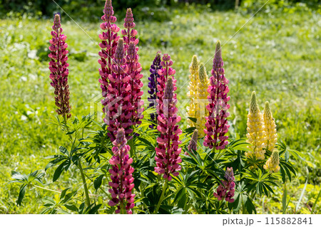 Lupines, lupine plant with pink, yellow, purple flowers growing in the garden Lupines, lupine plant with pink, yellow, purple flowers growing in the garden 115882841