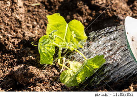 Cucumbers grow in the garden, and the farmer waters them from a watering can. Seedlings in garden 115882852