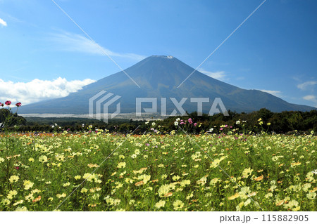 シロバナコスモス咲く秋の山中湖花の都公園 シロバナコスモス咲く秋の山中湖花の都公園 115882905