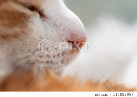 猫の横顔 茶トラ白 猫の横顔 茶トラ白 115882957
