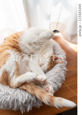 面白いポーズで眠る可愛い猫 茶トラ白 面白いポーズで眠る可愛い猫 茶トラ白 115883204