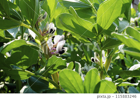 春3月の花が咲いたソラマメ畑 春3月の花が咲いたソラマメ畑 115883246