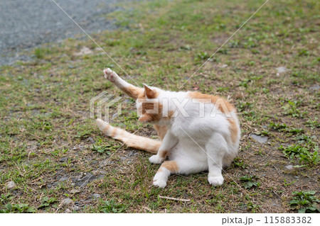 毛繕いする猫　茶白猫 115883382