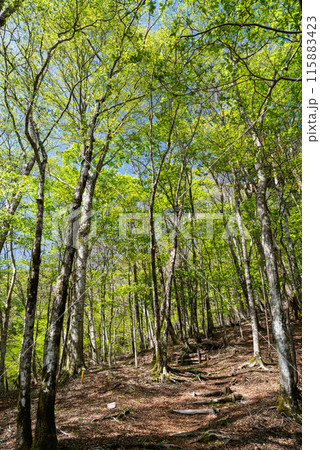 眩しい新緑の森をハイキング 眩しい新緑の森をハイキング 115883423