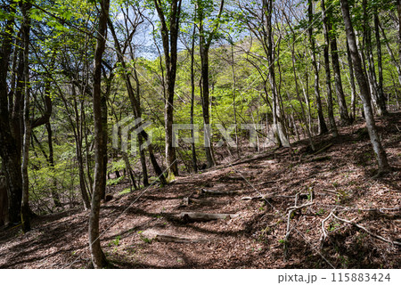 眩しい新緑の森をハイキング 眩しい新緑の森をハイキング 115883424