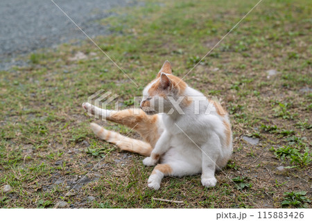毛繕いする猫 茶白猫 毛繕いする猫 茶白猫 115883426