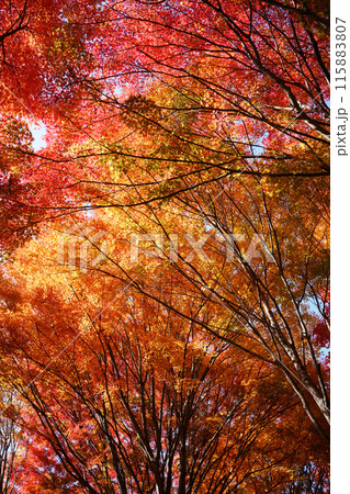 紅葉したモミジ 紅葉したモミジ 115883807
