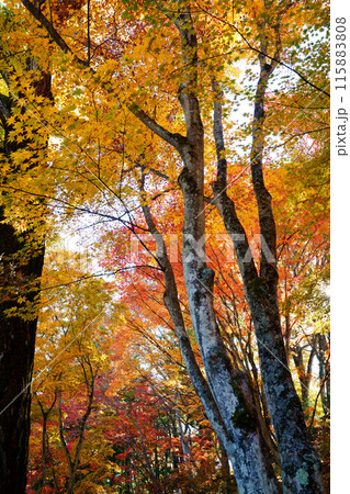 紅葉した森 紅葉した森 115883808