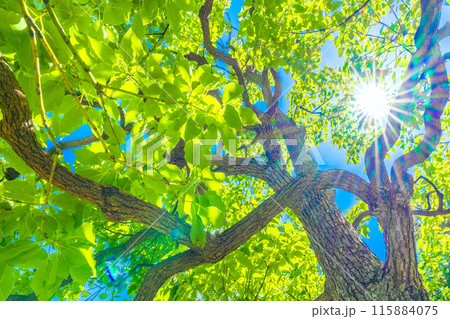 日本の横浜都市景観 青空や太陽光に映えるクスノキ。花言葉は芳香=横浜市内 日本の横浜都市景観 青空や太陽光に映えるクスノキ。花言葉は芳香=横浜市内 115884075
