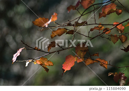 紅葉した葉 紅葉した葉 115884090