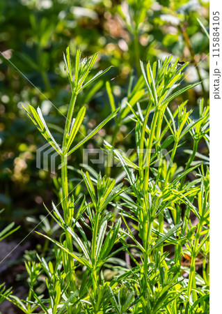 The Cleavers Galium aparine have been used in the traditional medicine for treatment of disorders of the diuretic, lymph systems and as a detoxifier 115884105