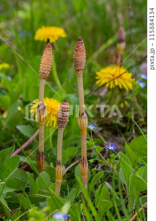 Equisetum arvense, the field horsetail or common horsetail, is an herbaceous perennial plant of the family Equisetaceae. Horsetail plant Equisetum arvense Equisetum arvense, the field horsetail or common horsetail, is an herbaceous perennial plant of the family Equisetaceae. Horsetail plant Equisetum arvense 115884134