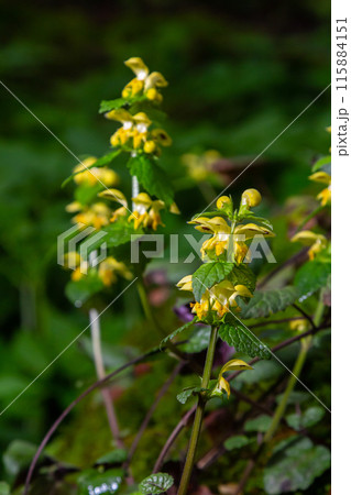 Yellow Archangel, Galeobdolon luteum or Lamium galeobdolon, detail of inflorescence. 115884151