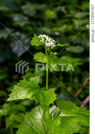 Macro closeup of medicative herb blossom Garlic mustard Alliaria petiolata Macro closeup of medicative herb blossom Garlic mustard Alliaria petiolata 115884167