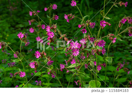 Silene dioica Melandrium rubrum, known as red campion and red catchfly, is a herbaceous flowering plant in the family Caryophyllaceae. Red campion Silene dioica Melandrium rubrum, known as red campion and red catchfly, is a herbaceous flowering plant in the family Caryophyllaceae. Red campion 115884183