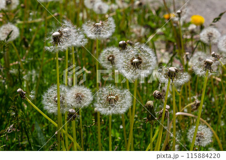Dandelion flower in the meadow on a background of green grass. Dandelion seed head, close-up 115884220