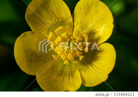 Close-up of Ranunculus repens, the creeping buttercup, is a flowering plant in the buttercup family Ranunculaceae, in the garden 115884221