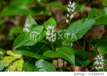 Maianthemum bifolium or false lily of the valley or May lily is often a localized common rhizomatous flowering plant. Growing in the forest Maianthemum bifolium or false lily of the valley or May lily is often a localized common rhizomatous flowering plant. Growing in the forest 115884232