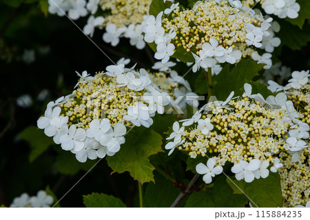 Viburnum flower in bloom. Beautiful macro shot of white flower clusters of ornamental plant Viburnum flower in bloom. Beautiful macro shot of white flower clusters of ornamental plant 115884235