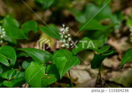 Maianthemum bifolium or false lily of the valley or May lily is often a localized common rhizomatous flowering plant. Growing in the forest Maianthemum bifolium or false lily of the valley or May lily is often a localized common rhizomatous flowering plant. Growing in the forest 115884236