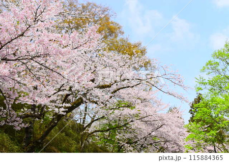桜並木 115884365