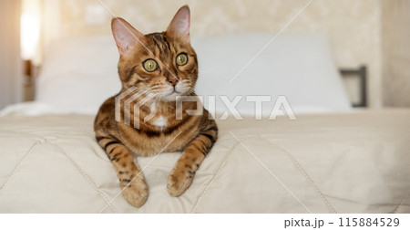 A red Bengal cat lies on the bed at home. A red Bengal cat lies on the bed at home. 115884529