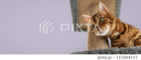 Bengal cat on a scratching post. Cat and cat furniture. Bengal cat on a scratching post. Cat and cat furniture. 115884531