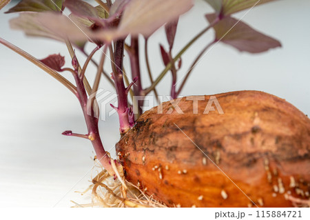 安納芋 発芽 種芋 安納芋 発芽 種芋 115884721