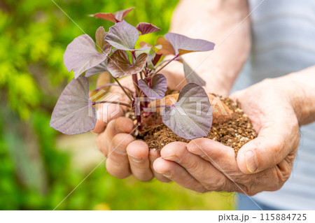安納芋　発芽した種芋を差し出す　就農　マッチング　後継者 115884725